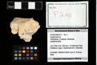 Foto (Objekt + Etikett) von Lecythocaris sp.  (NHMW-GEO-2014-0194-0210)